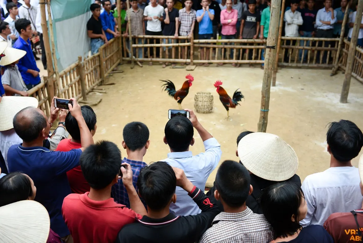 Trực tiếp đá gà Thomo hôm nay