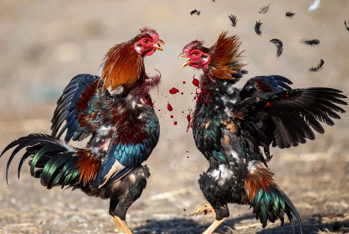 Xem đá gà trực tiếp Thomo