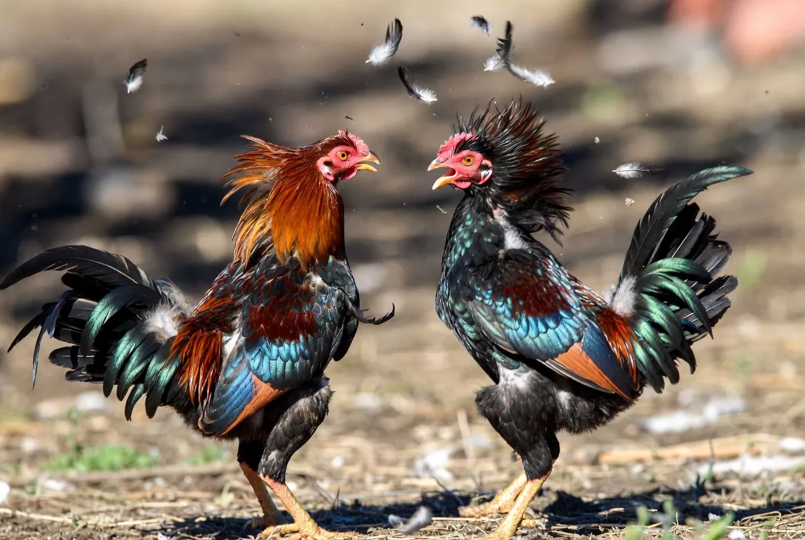 Đá gà C3 trận đấu mới nhất